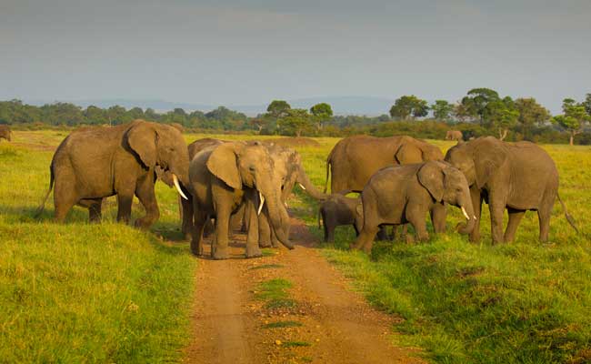 tarangire elephant on rough road