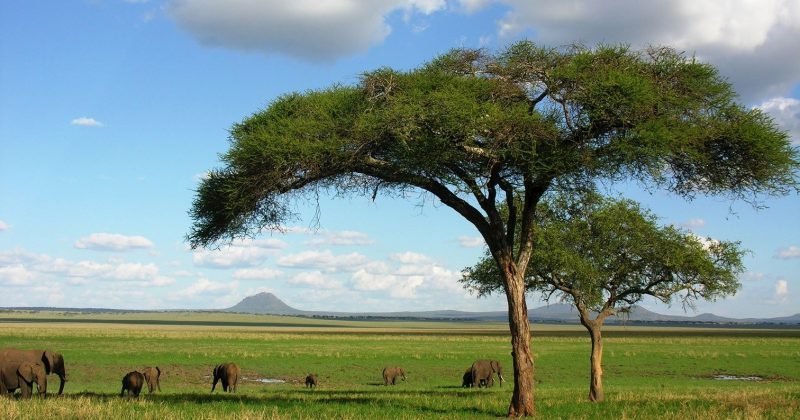 tarangire acacia trees