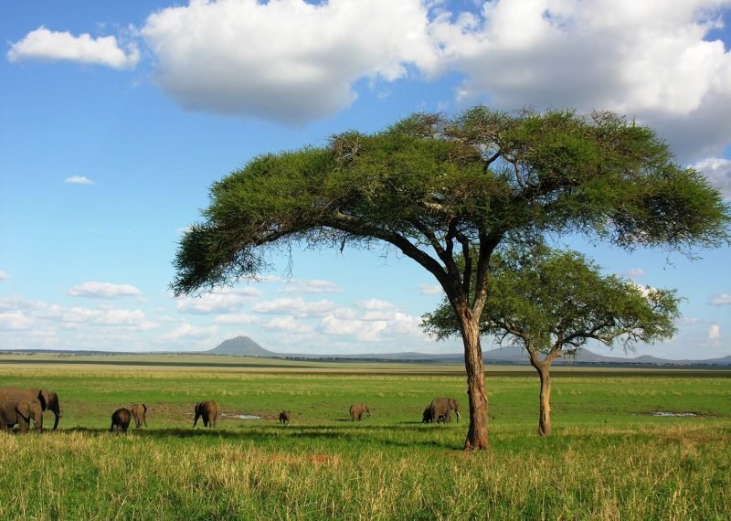 tarangire acacia trees